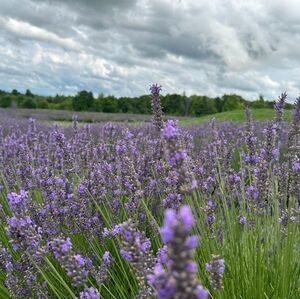 Meet your Posher, Yael